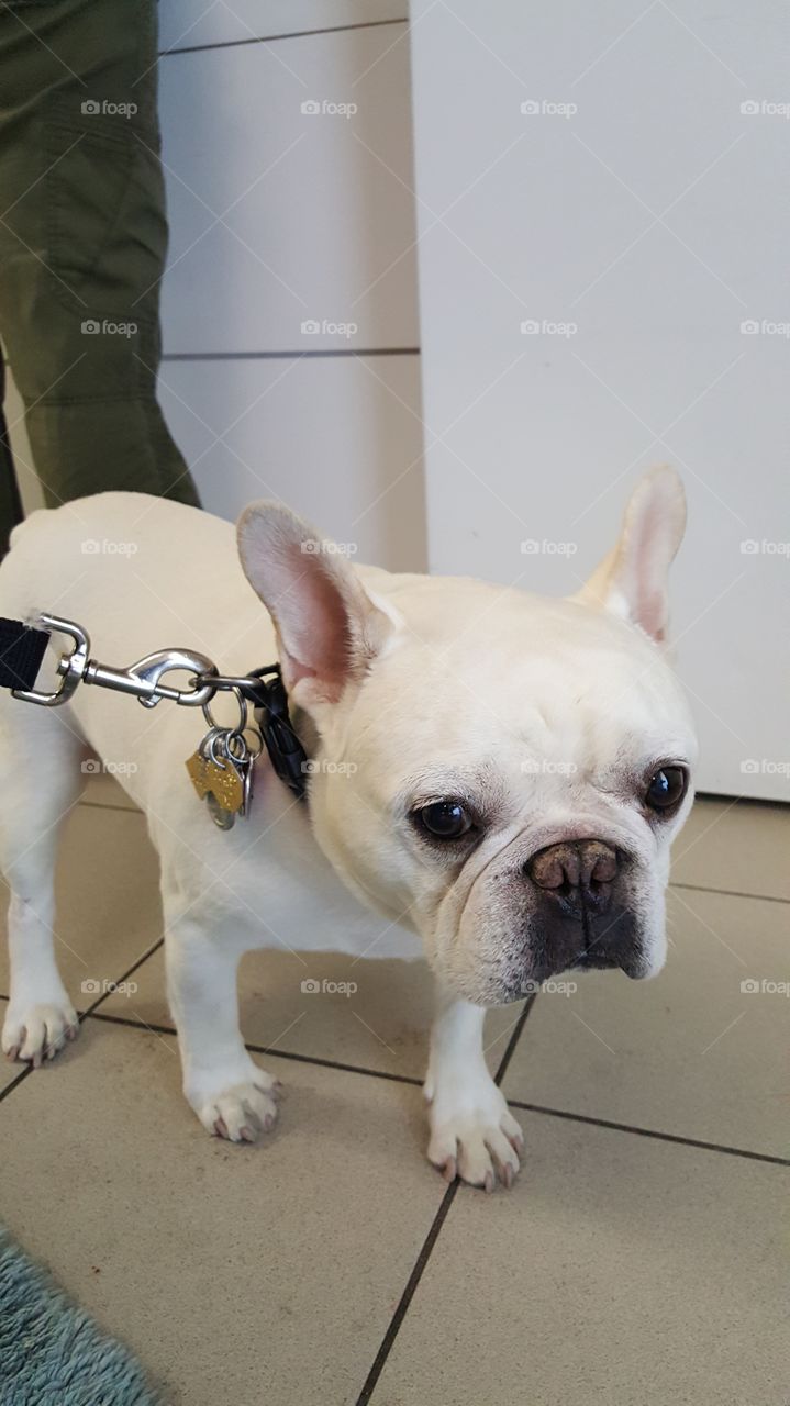 French bulldog white