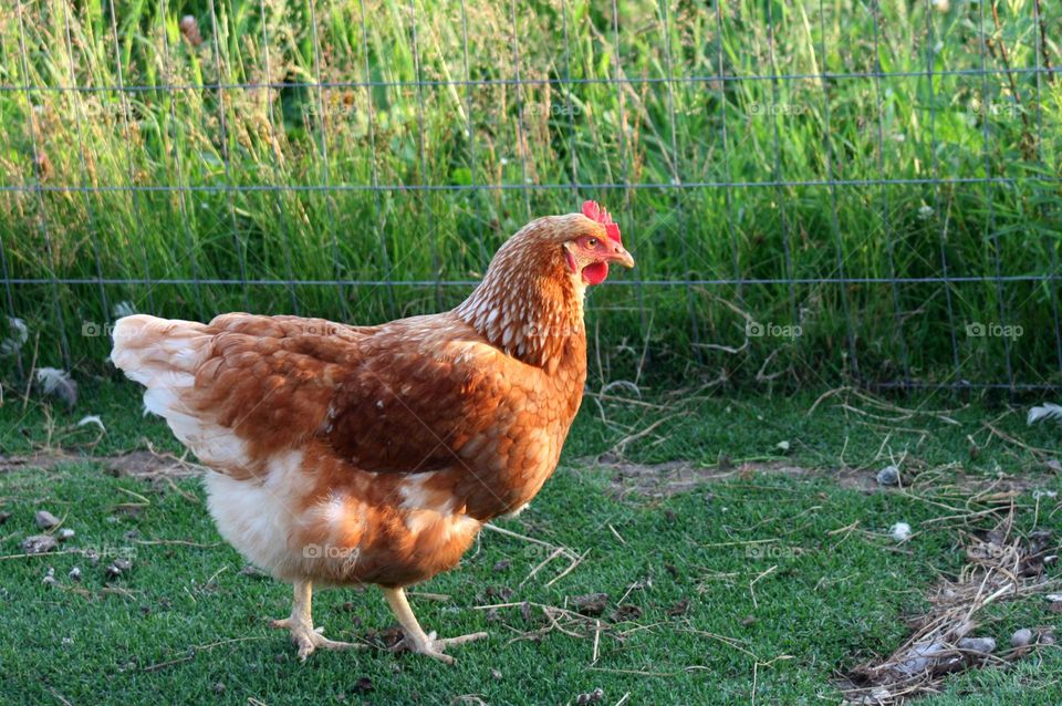 Pretty old hen in farm