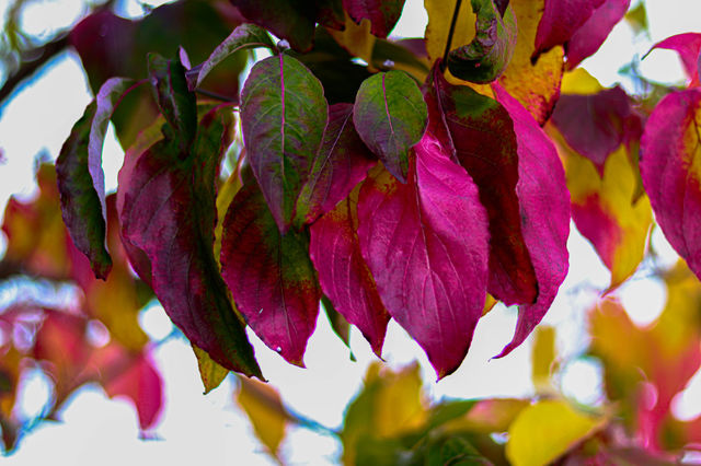 red leaves on a tree