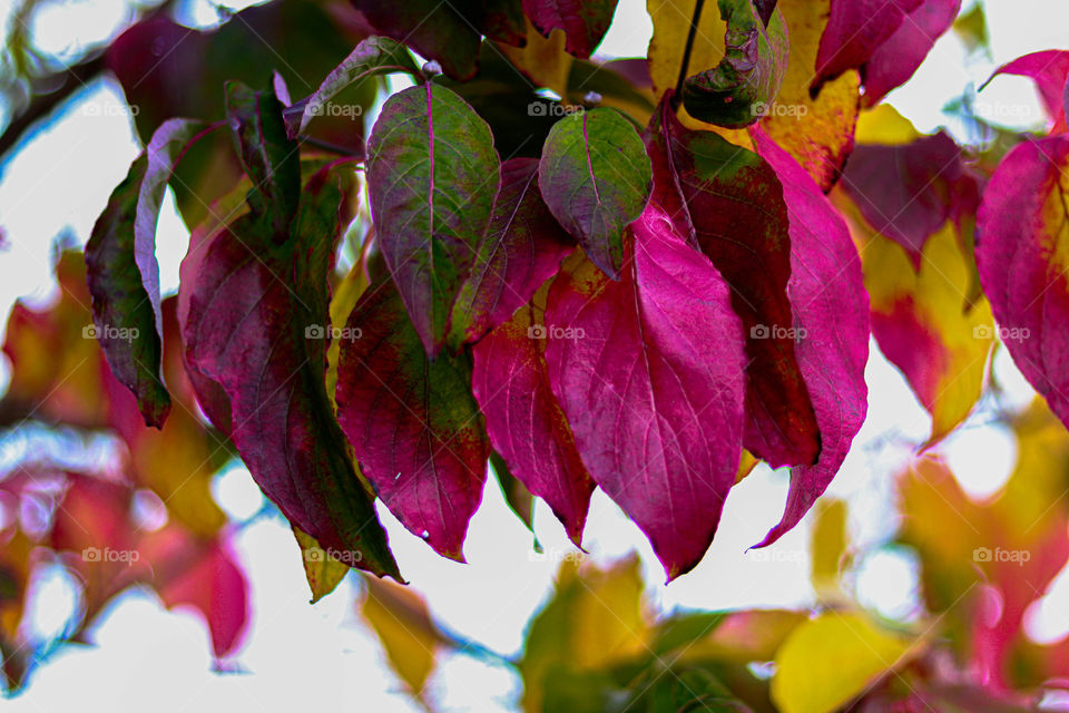 red leaves on a tree