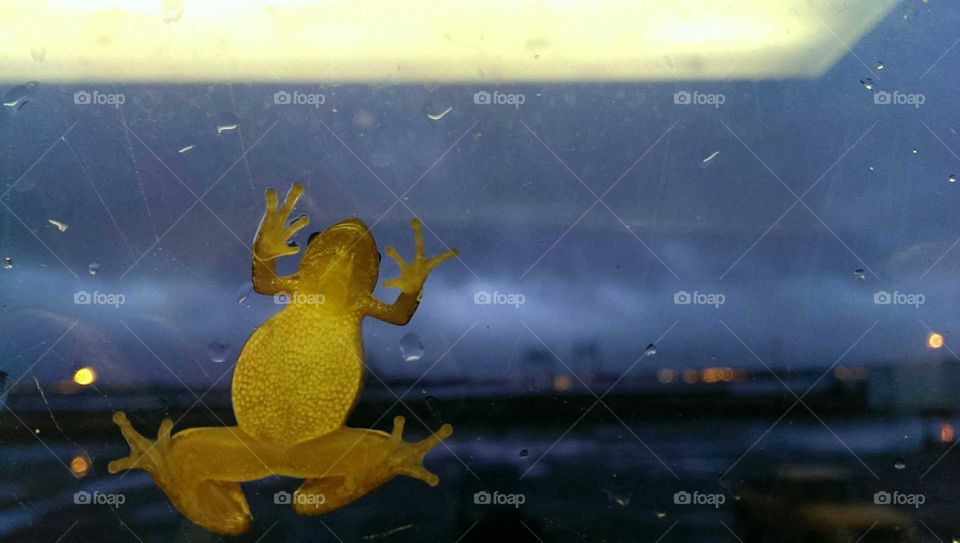 Frog on a window