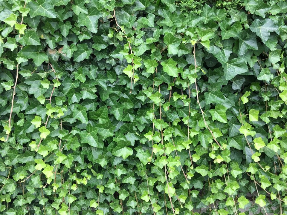 Ivy overload
