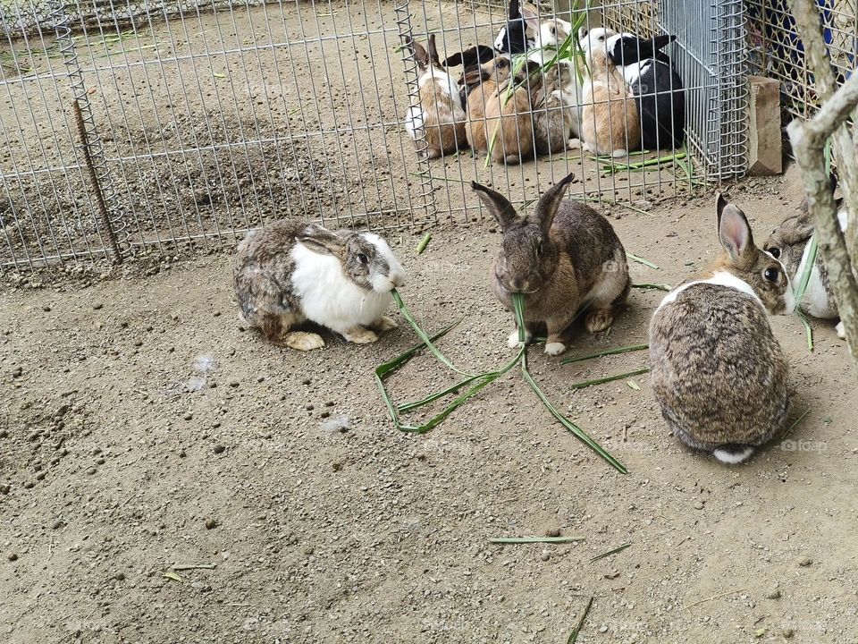 Rabbits at Chulu Ranch in Beinan Township