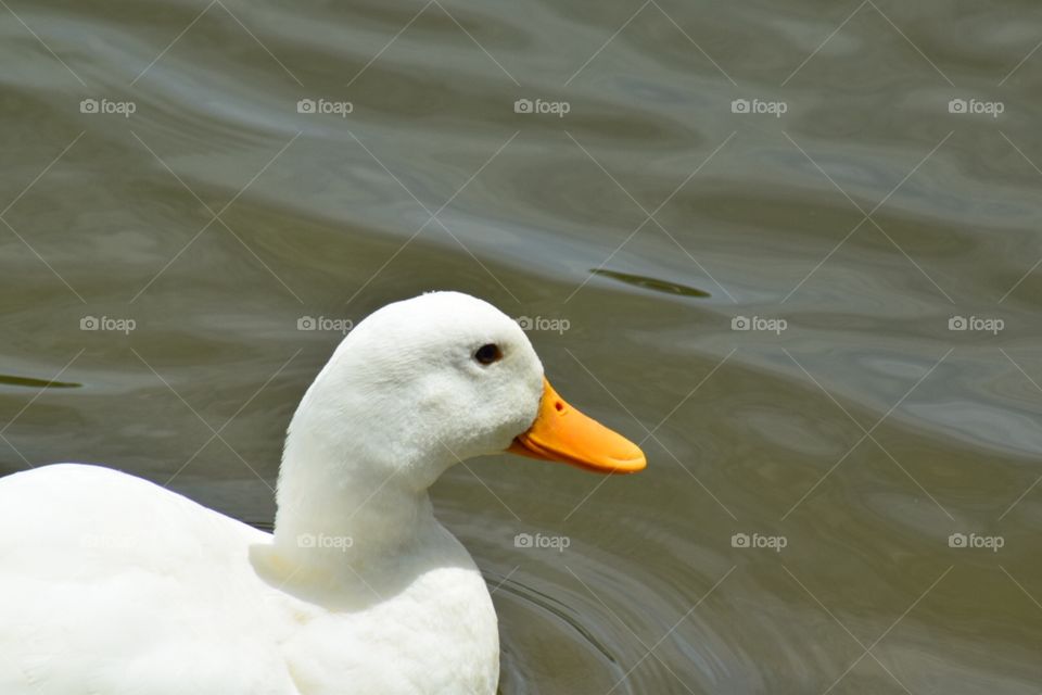 Side view of a white duck swimming 