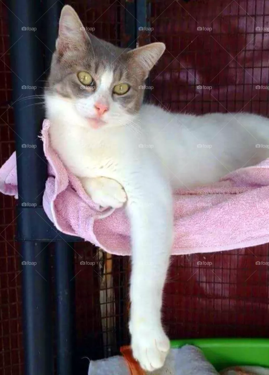 cat relax