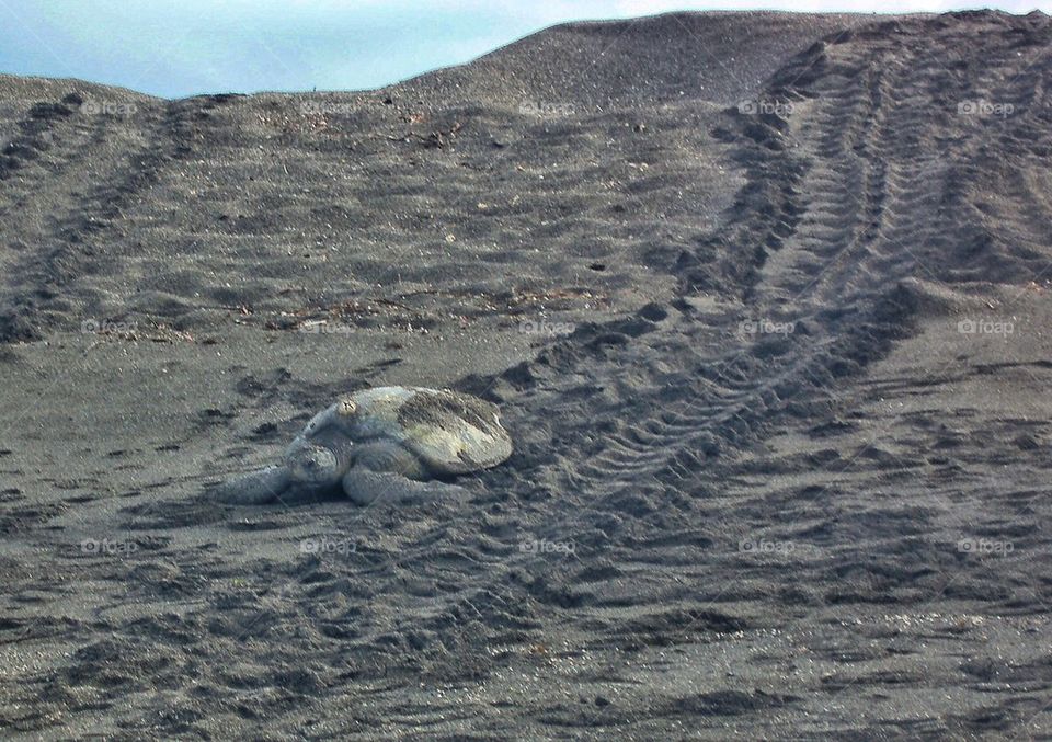 Turtle on it's way after laying eggs