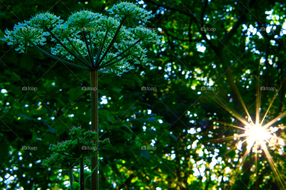 Cow parsley and star burst