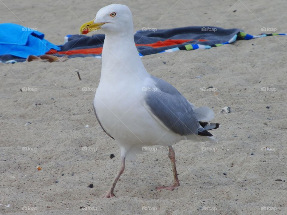 Seagull