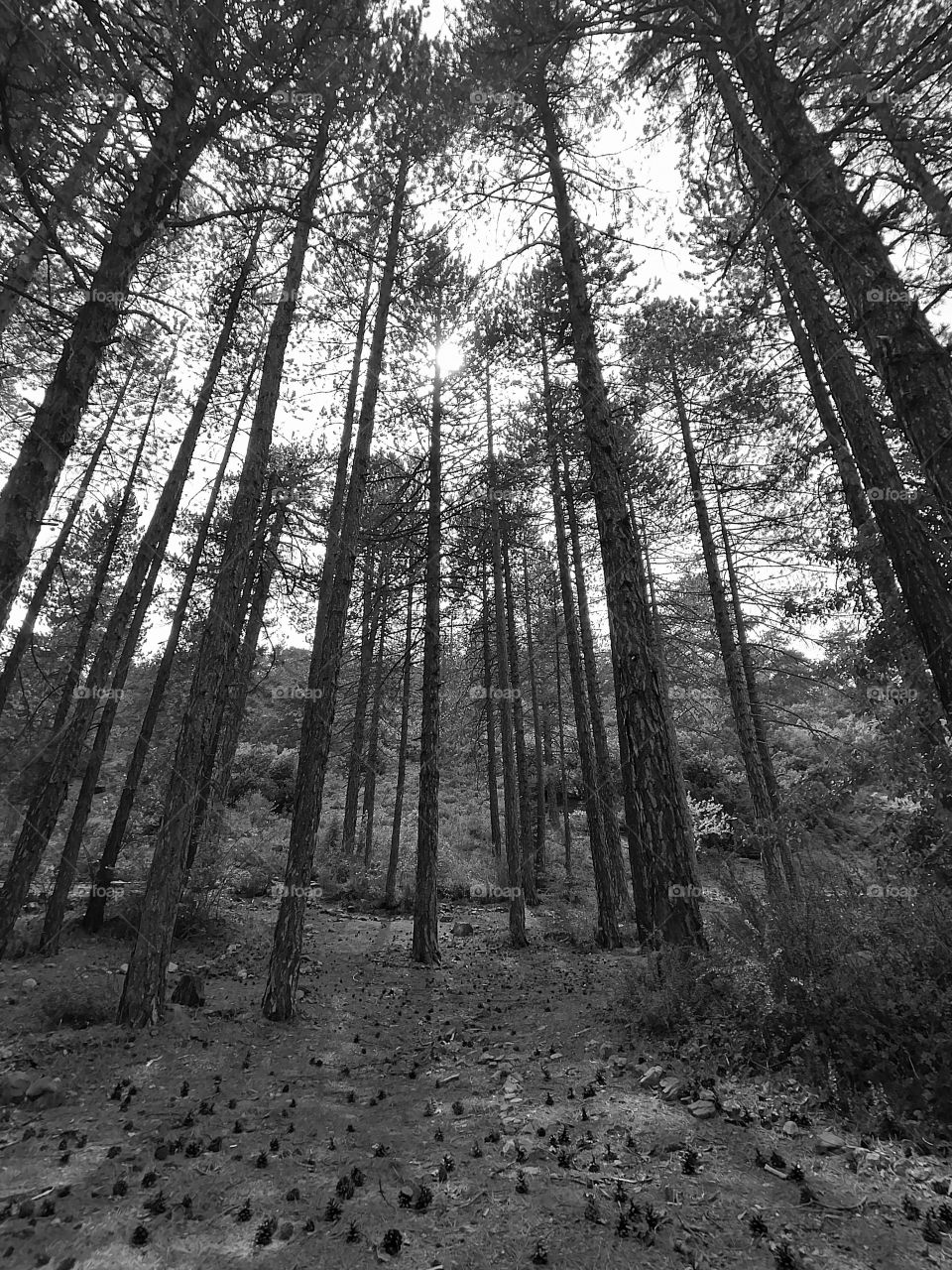 Black and white forest at Troodos Cyprus