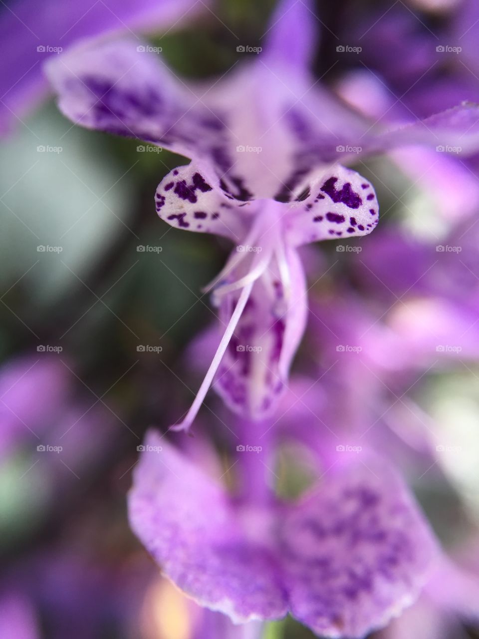 Purple flower. Macro shot of a tiny purple flower