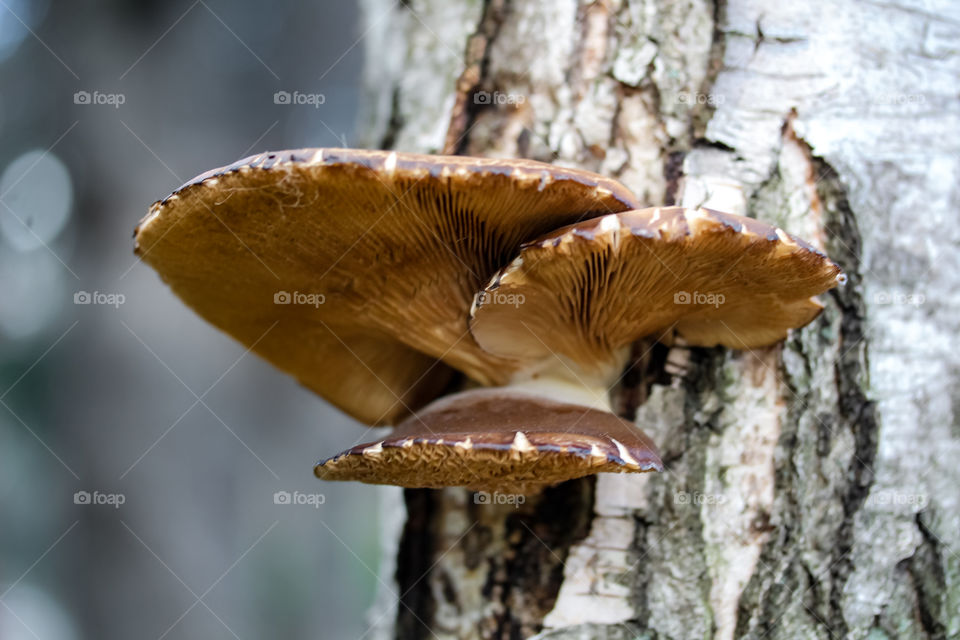 Three mushrooms growing on the bark of a tree