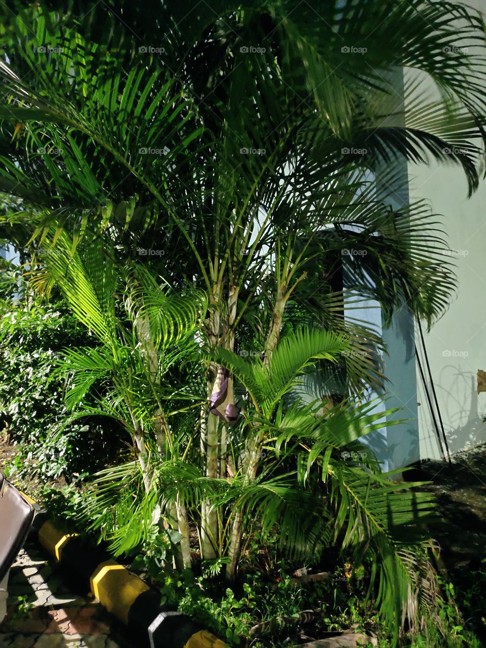 Areca palm

World of Flora
👁️👁️👁️
🌿🍀🍀🌴🌿