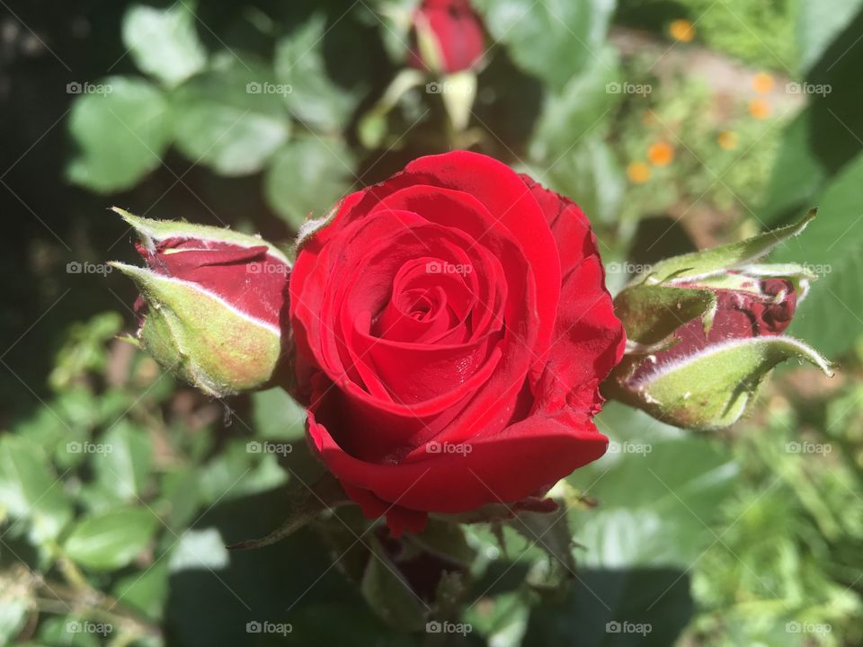 Великолепие