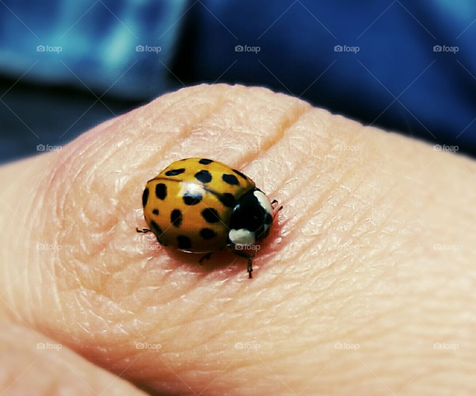 Close-up ladybug photo zoomed colourful beautiful nature