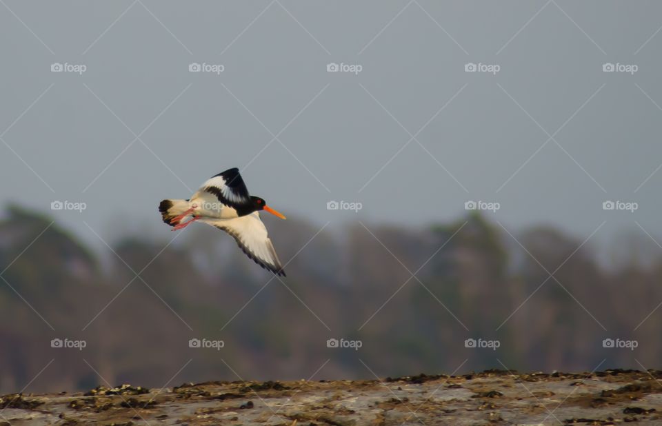 Close-up of flying bird