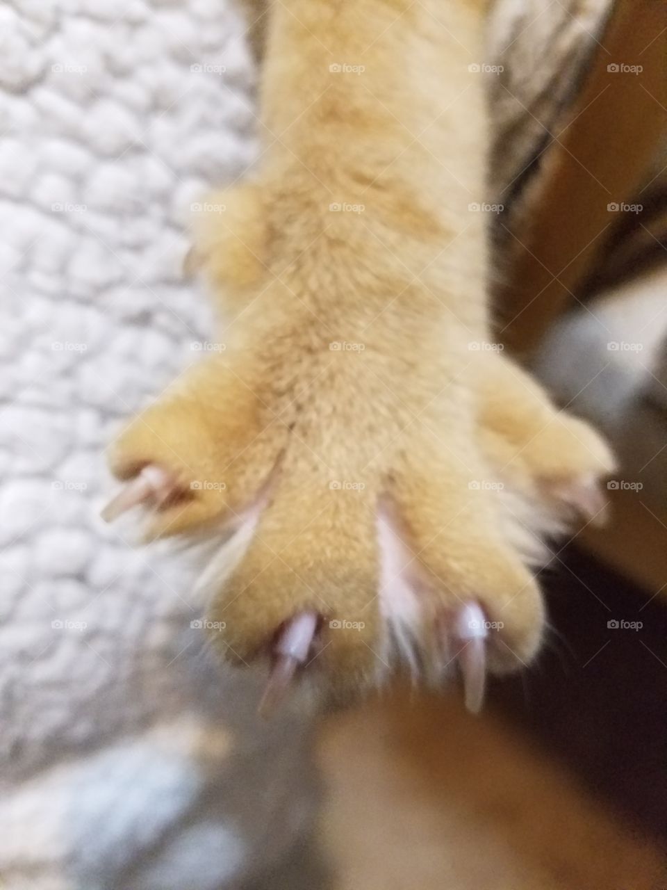 This is the same paw at a slightly different angle and distance