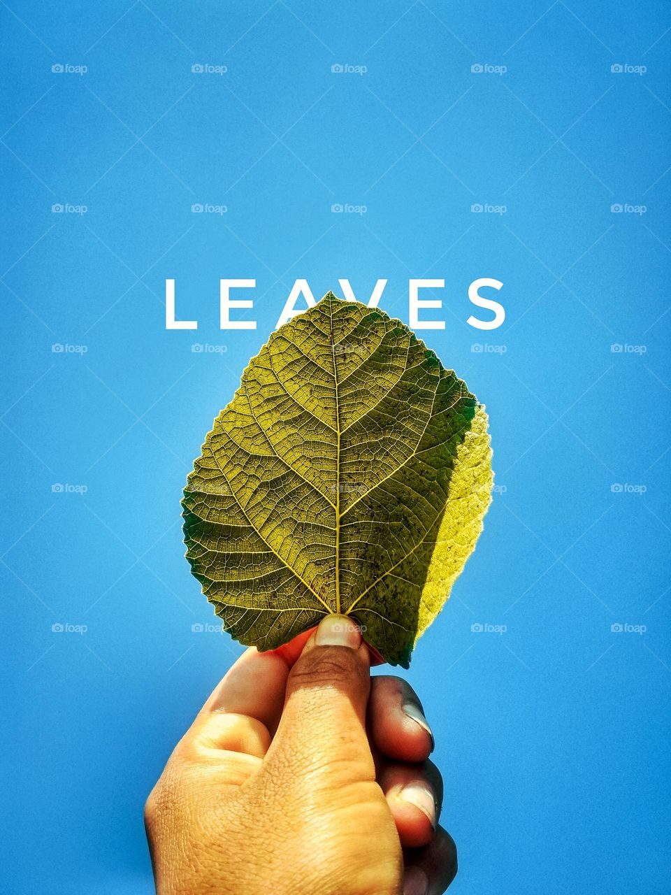 A beautiful leaf picture behind beautiful blue sky