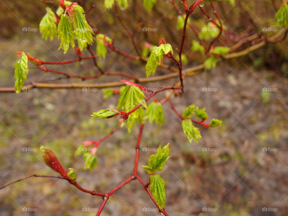 Bright green textured tree leaves with red tips covered in drops from a fresh spring rain in the mountains and forests of Western Oregon. 