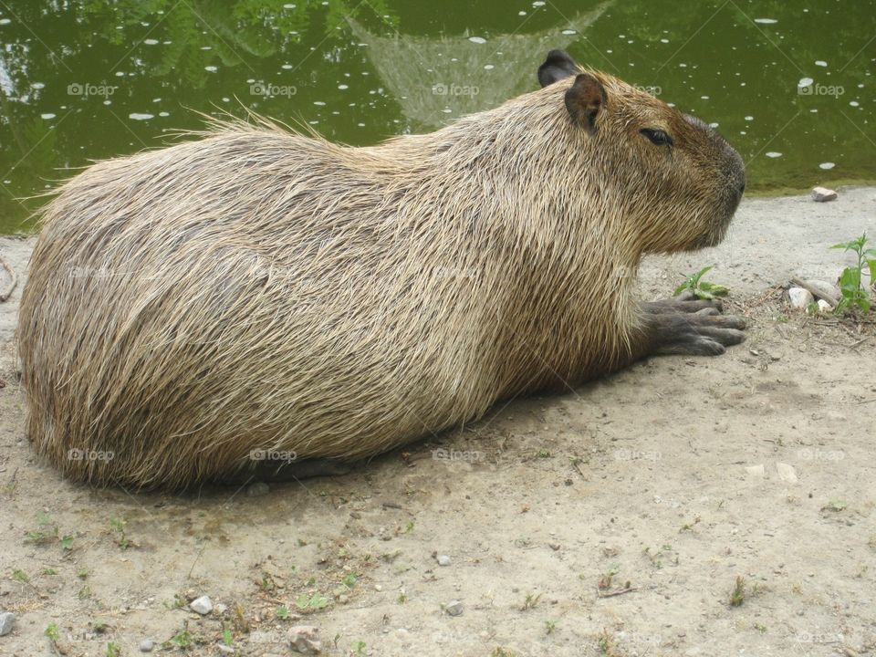 Capybara resting on the waters edge 