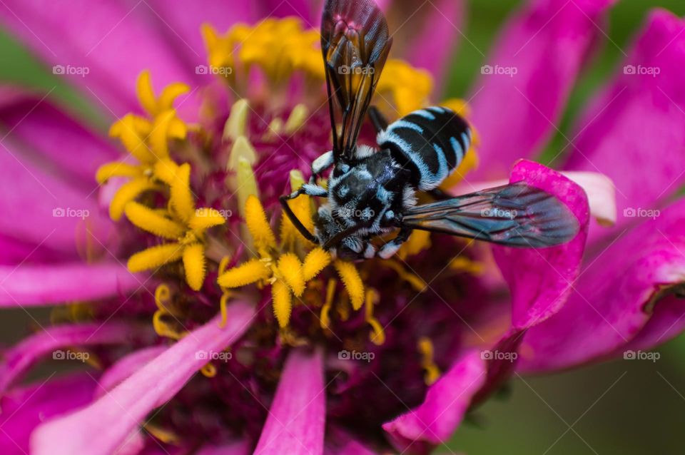 Macro view of insect on flower.