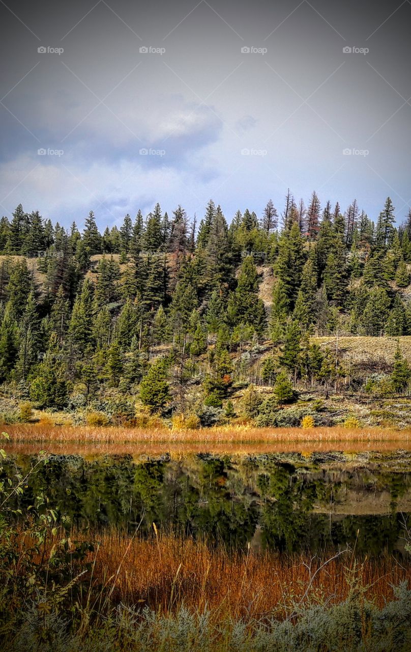 Reflected forest