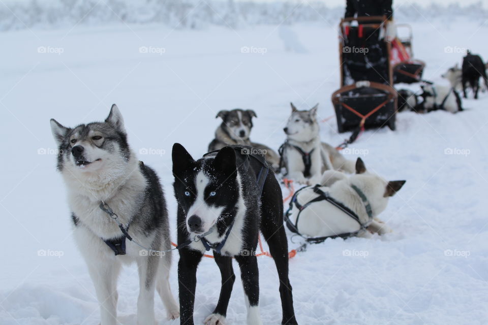 Huskies sledding in the snow, Finland