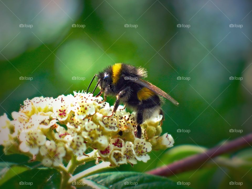 Collecting pollen bumblebee in the middle of summer