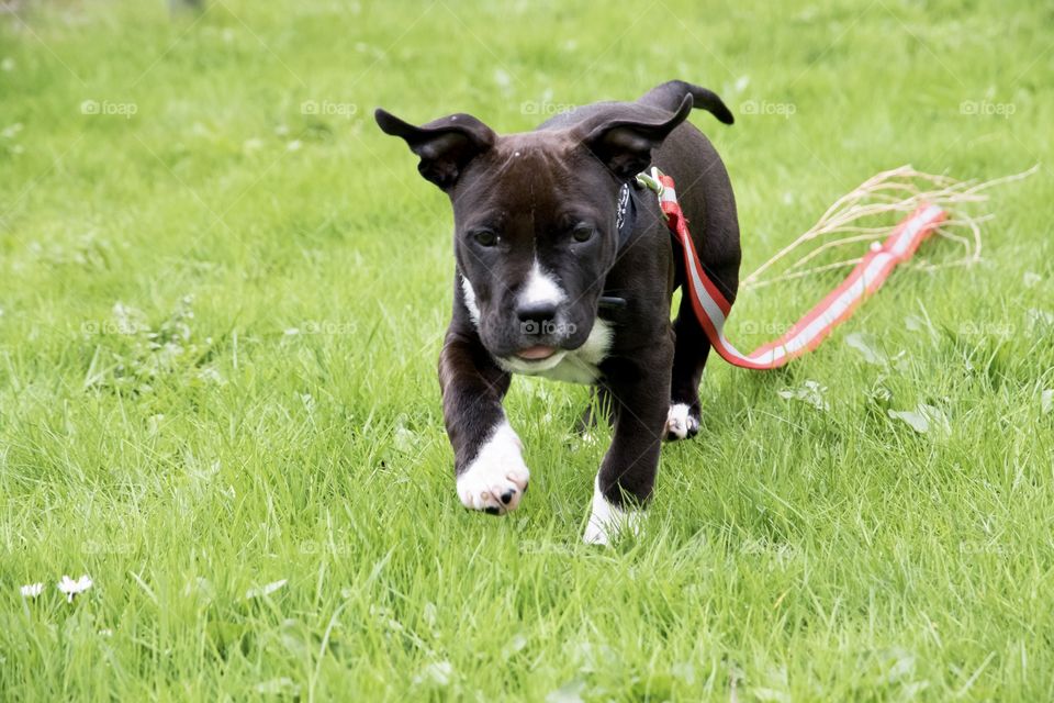 Cute happy little puppy dog running in the grass - gullig söt liten amstaff hundvalp springer i gräset
