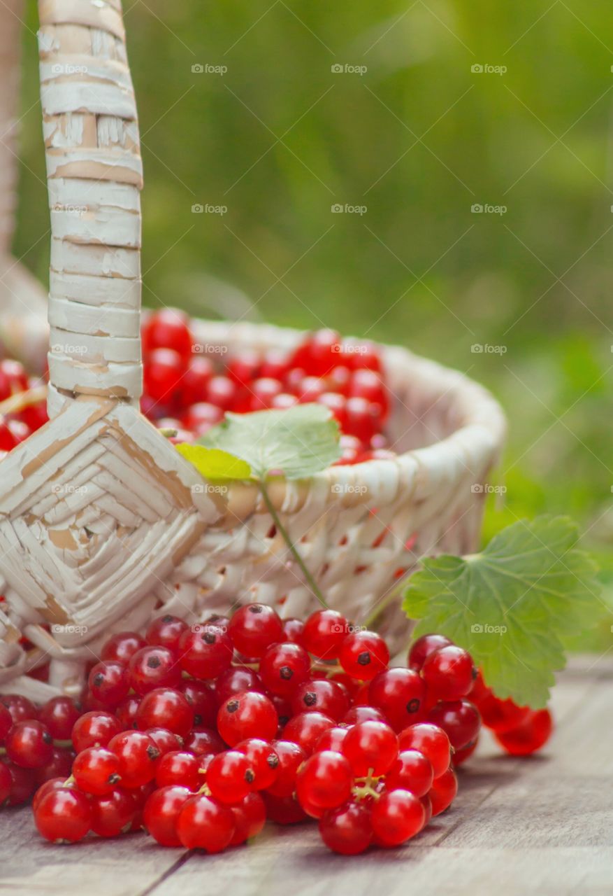 Basked of Fresh Currants  in the Garden 