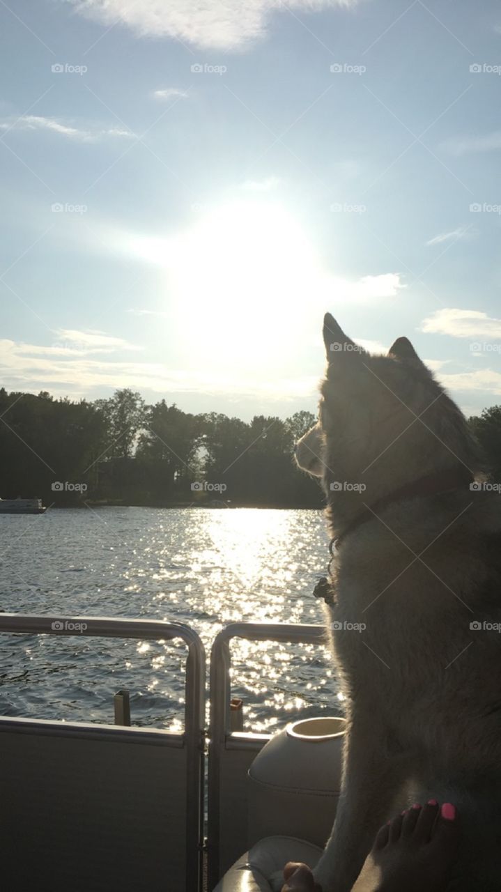 water husky!