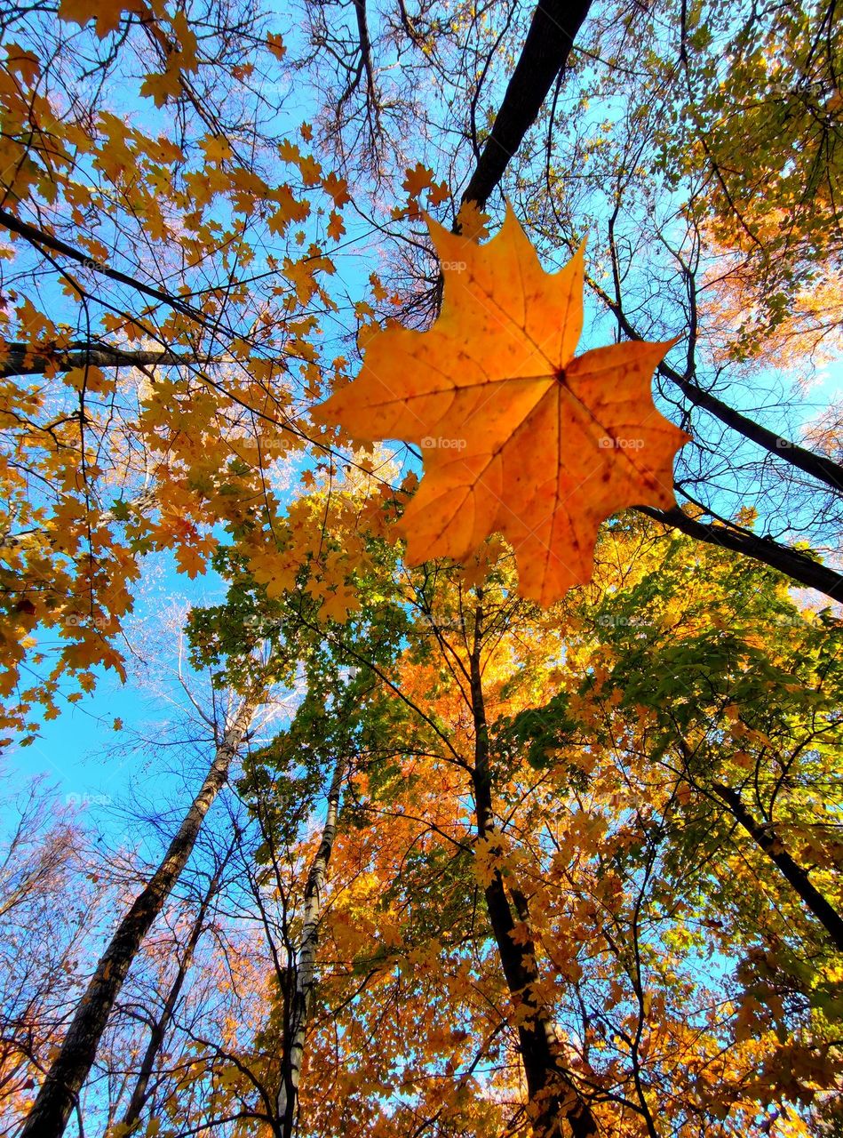 Autumn.  Bottom view.  Multi-colored autumn trees strive towards the blue sky.  An orange maple leaf is flying down. Contrast