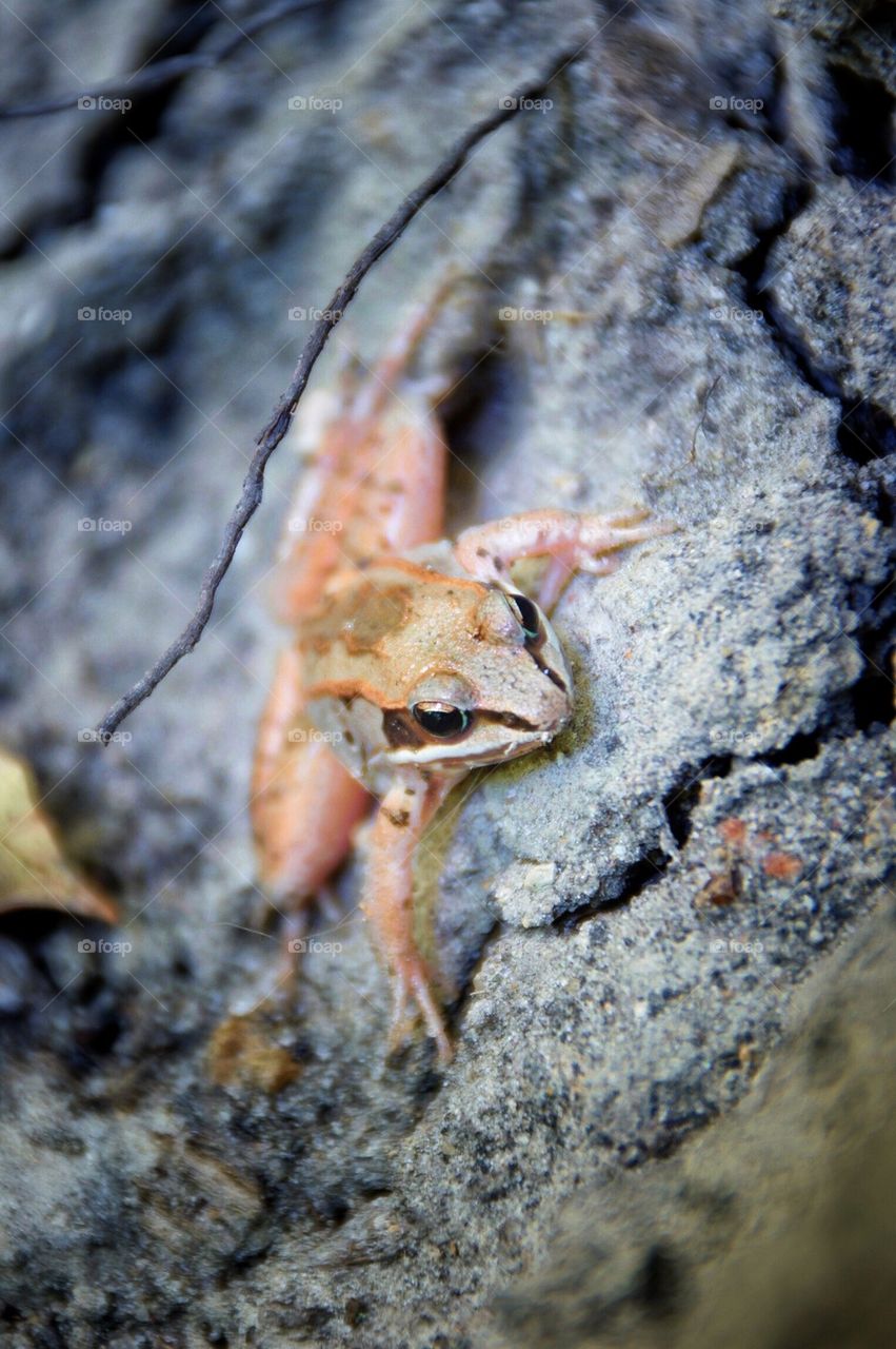 High angle view of frog