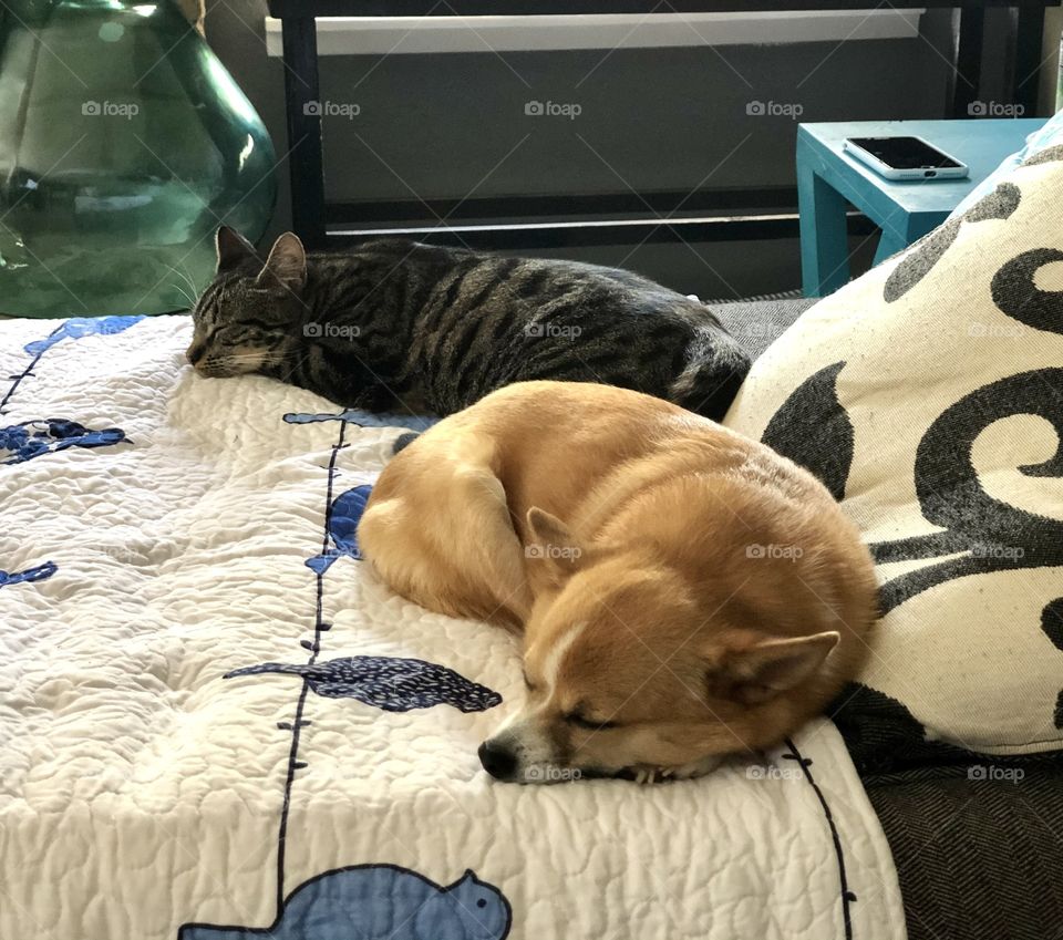 Nova Kitty & Miss Mia taking a nap.