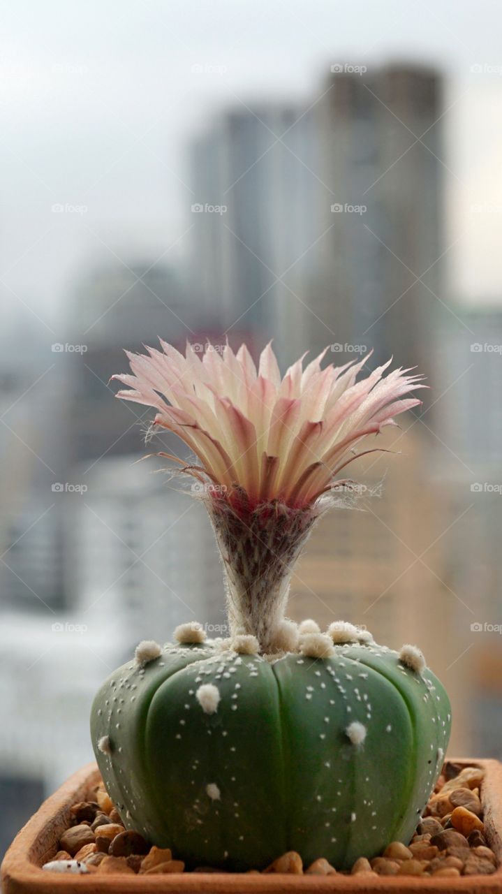 cactus flower