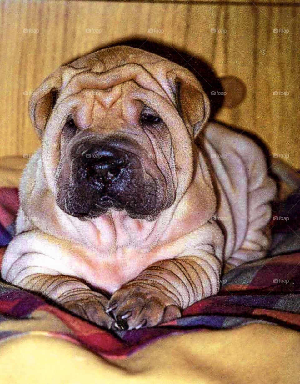 Sharpei