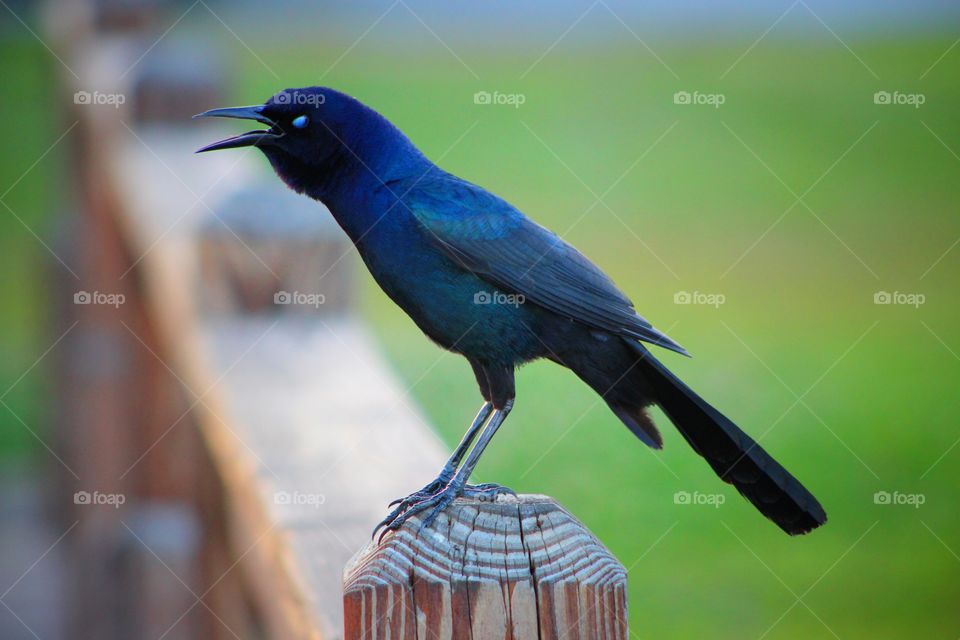 Crow with beautiful blue highlights