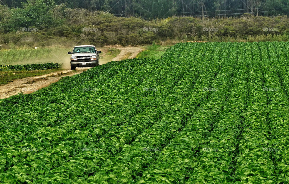 Farmer driving truck past his crop field