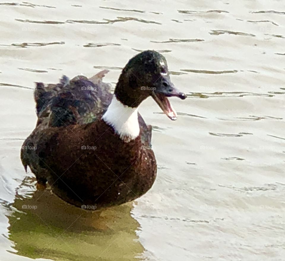 Duck, black, fowl, waterfowl, quack, water, lake, feather, beak, wing