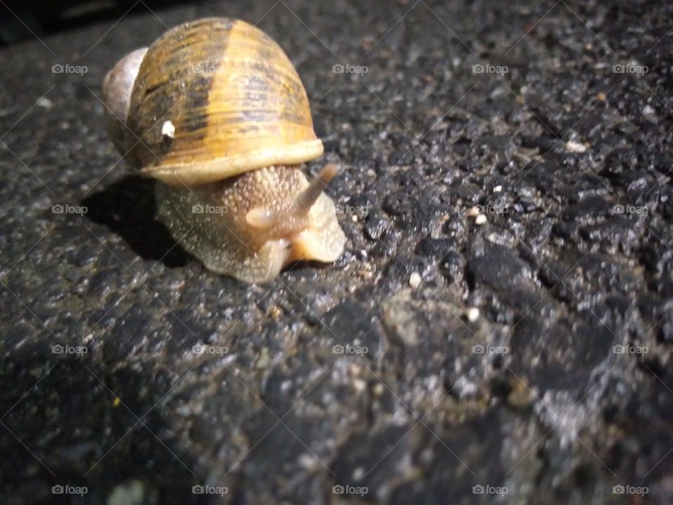 snail