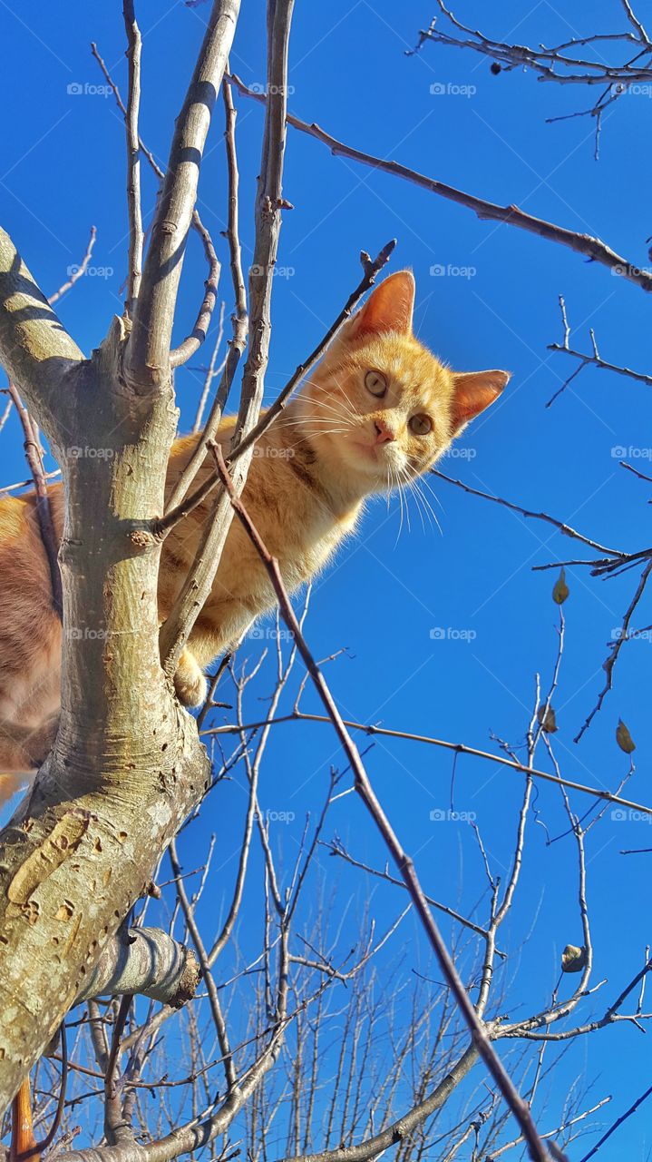 kitten on tree