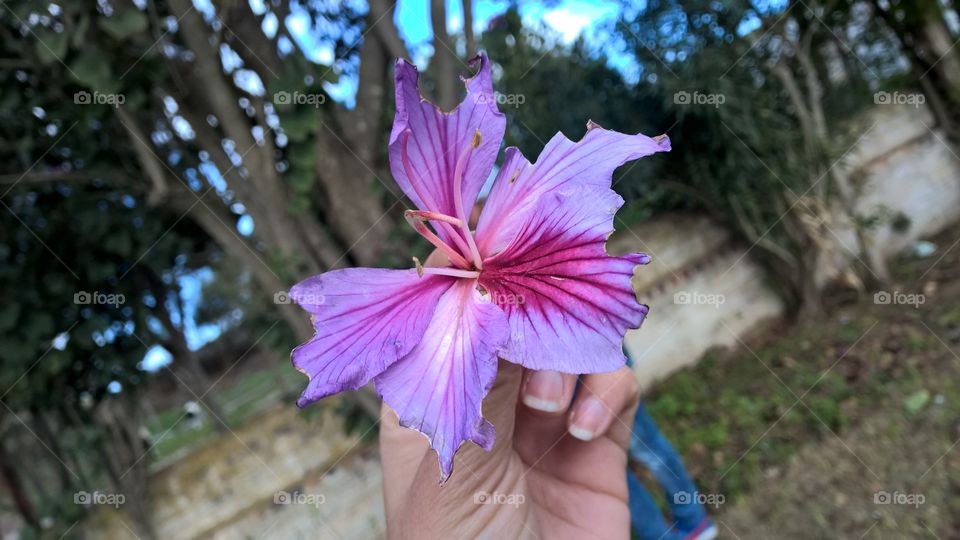 Nature, Flower, Garden, Summer, No Person