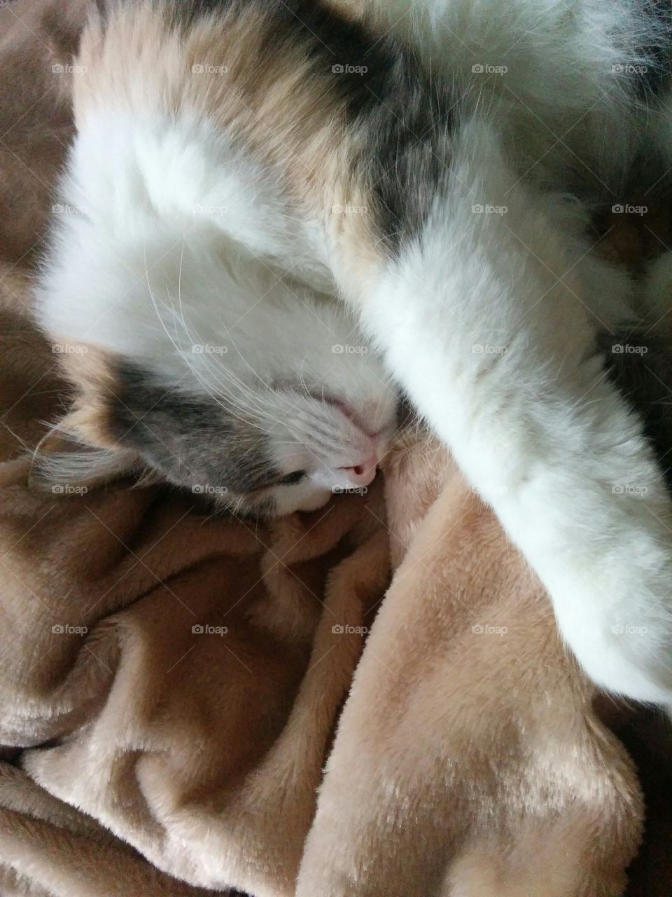 Fur, Animal, Mammal, Dog, Cute