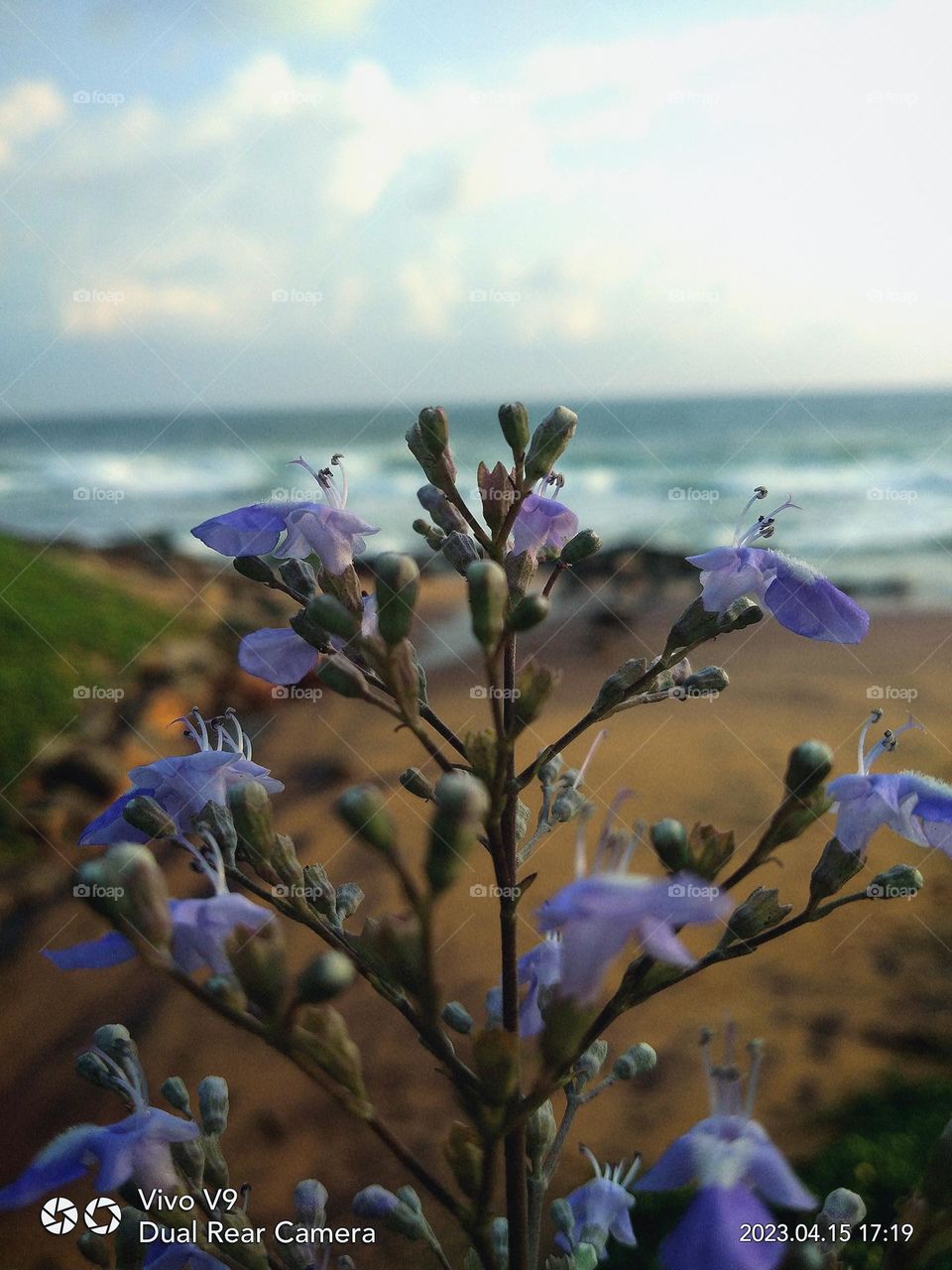 This is a capture of a natural beauty. The main focused part is the purple colour flowers and in the background there is the ocean with crashing waves. The background means the ocean and the sun setting sky .