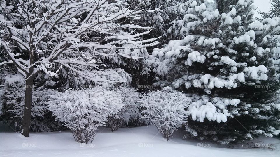 snow in the trees