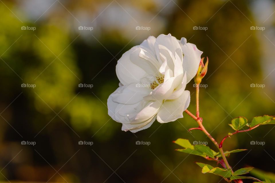 White rose