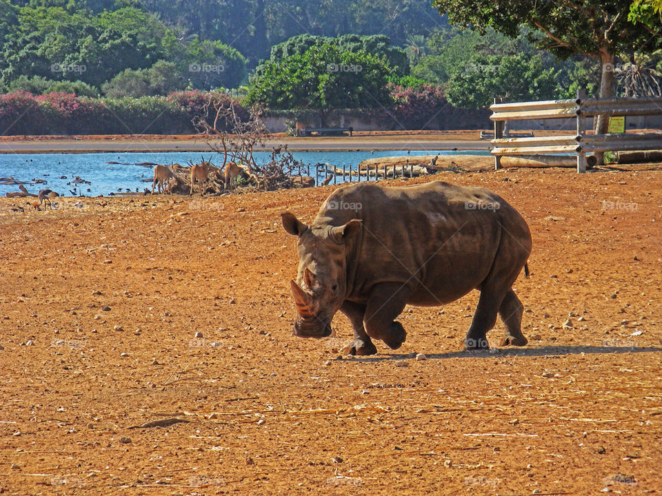 Rhino in the zoo
