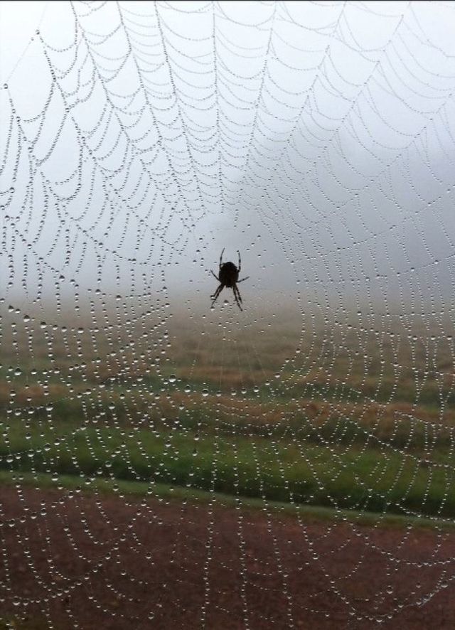Spider