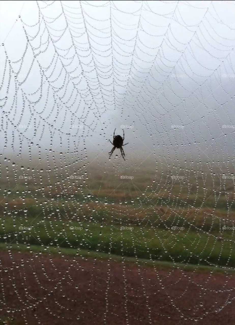 Spider