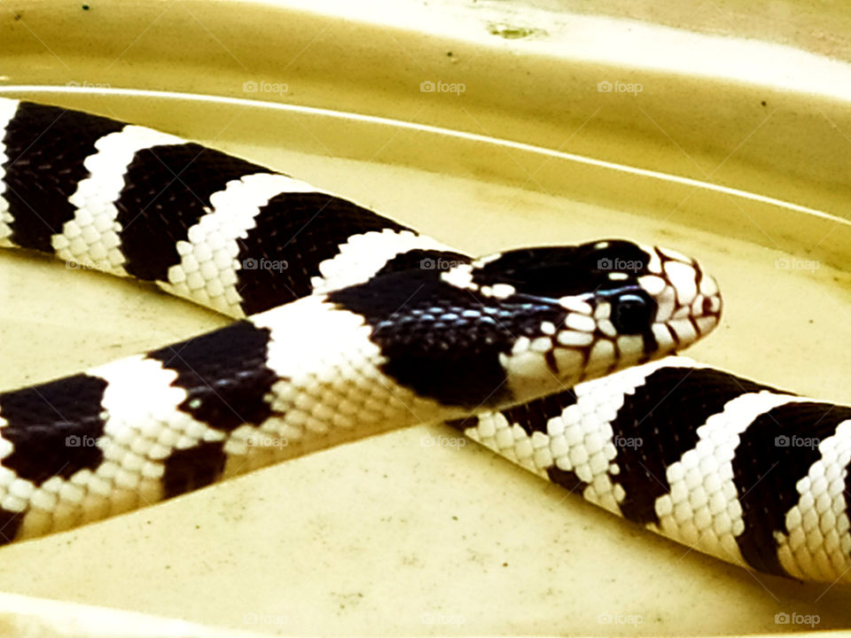 Snake in black and white stripes