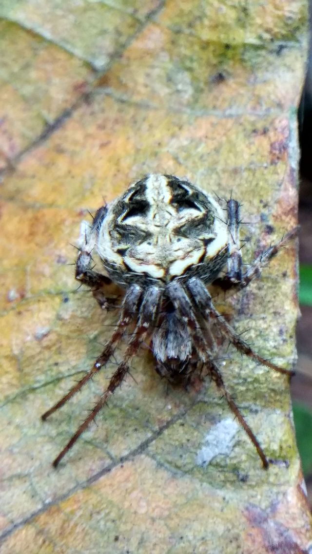 insect
